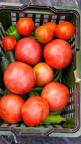 20210802今日収穫した野菜2