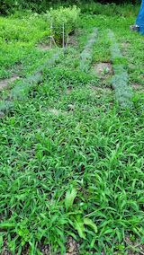 20210802仮植えラベンダーの畑の様子