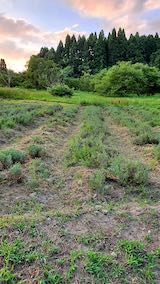 20210802昨日草刈りしたラベンダーの列