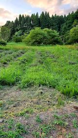 20210802草刈り前のラベンダー畑1