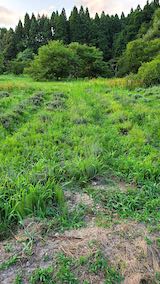 20210802草刈り前のラベンダー畑2