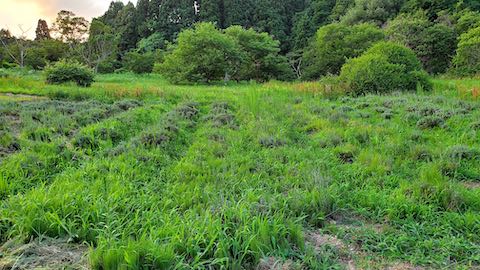 20210802草刈り前のラベンダー畑