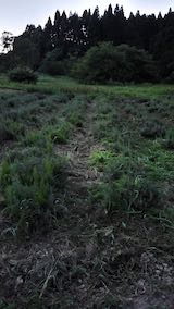 20210802草刈り後のラベンダー畑1