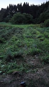 20210802草刈り後のラベンダー畑2