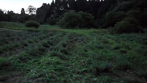 20210802草刈り後のラベンダー畑