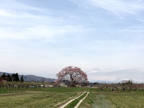20220413ΤĮϤμޤ1