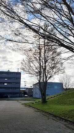 20220417速歩途中の公園内と樹木の様子1