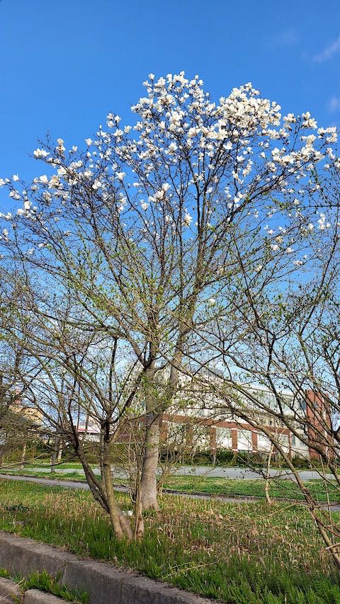 20220417速歩途中の公園南側外周路から望んだモクレンの花
