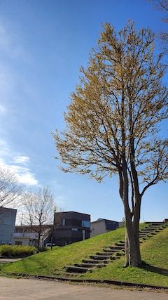 20220417速歩途中の公園内と樹木の様子2