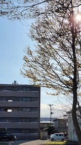 20220417速歩途中の公園内と樹木の様子4