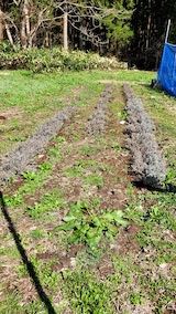 20220417山の様子仮植えのラベンダー苗木
