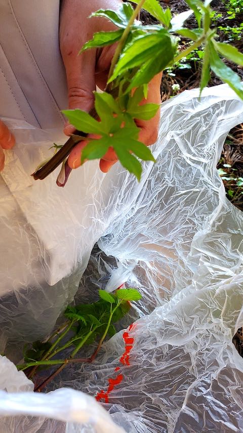 20220417山菜の収穫しどけ