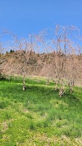 20220417山の様子八重紅枝垂れ桜のある斜面の様子