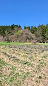 20220417ラベンダーの畑