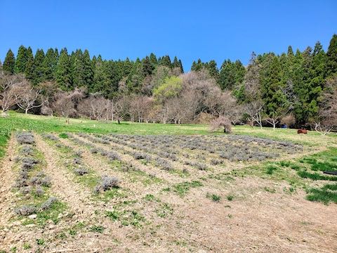 20220417ラベンダー畑の様子