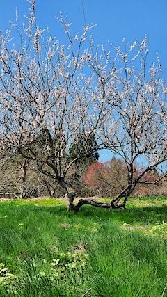 20220417山の様子梅の花