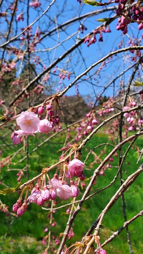 20220417山の様子八重紅枝垂れ桜の花2