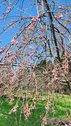 20220417山の様子八重紅枝垂れ桜の花1