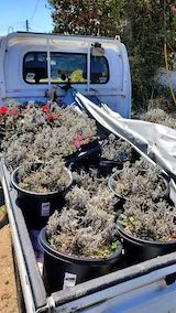 20220417軽トラで鉢植えラベンダーの運搬2