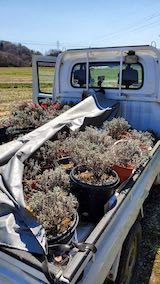 20220417軽トラで鉢植えラベンダーの運搬2