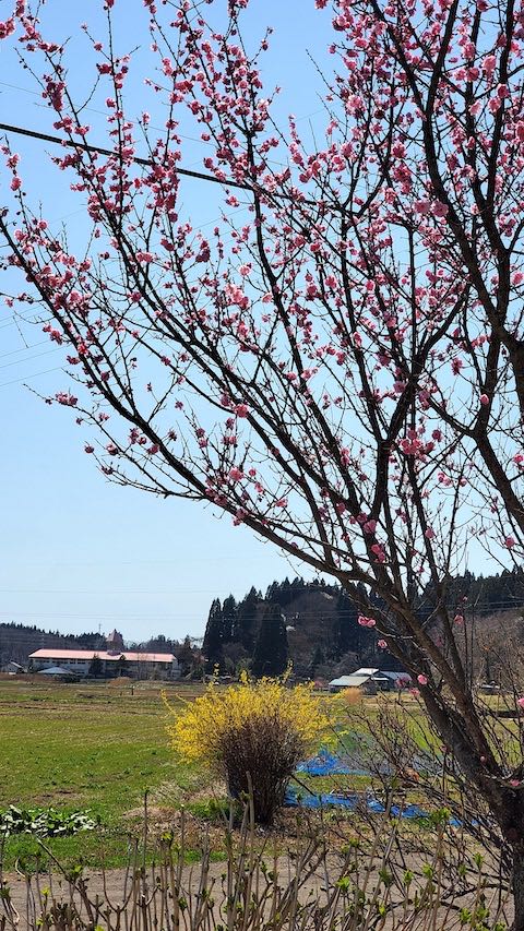 20220417山の出入り口から望んだ花梅