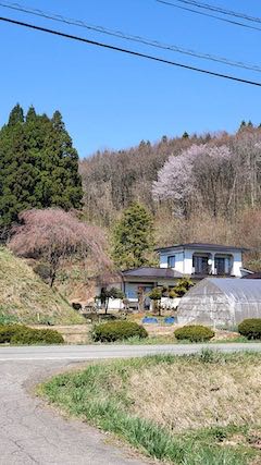 20220417山からの帰り道枝垂れ桜1