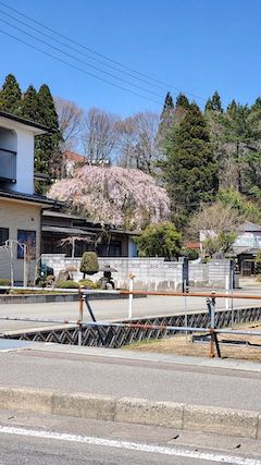 20220417山からの帰り道枝垂れ桜2