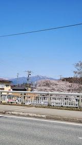 20220417山からの帰り道桜大橋から望んだ太平川の桜