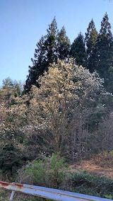 20220417山へ向かう途中の峠道コブシの花