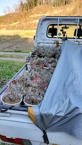 20220417軽トラで鉢植えラベンダーの運搬3