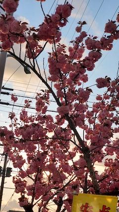 20220503外の様子昼過ぎ八重桜