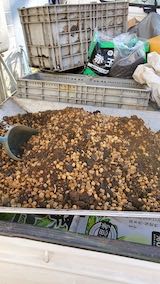 20220511鉢植えラベンダーの土入れ替え作業1