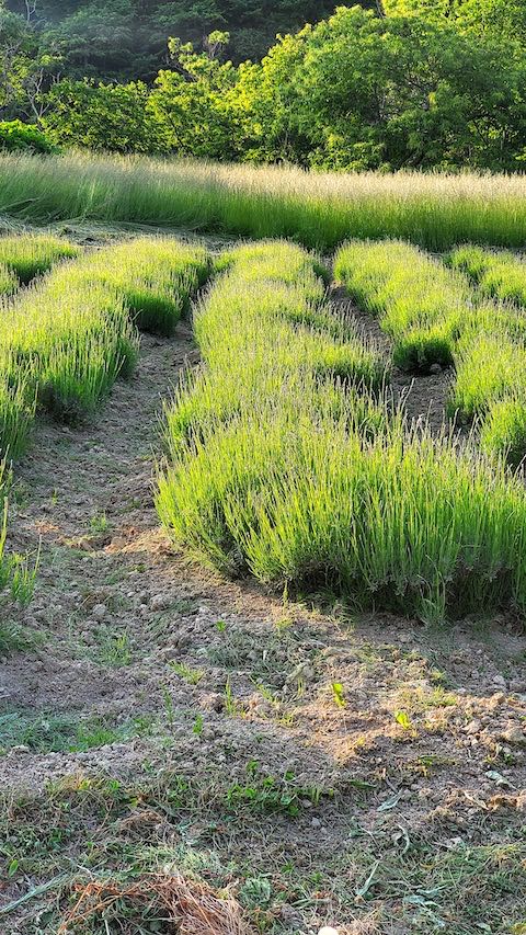20220611昨日草刈りの済んだ中咲きラベンダーおかむらさきの列1