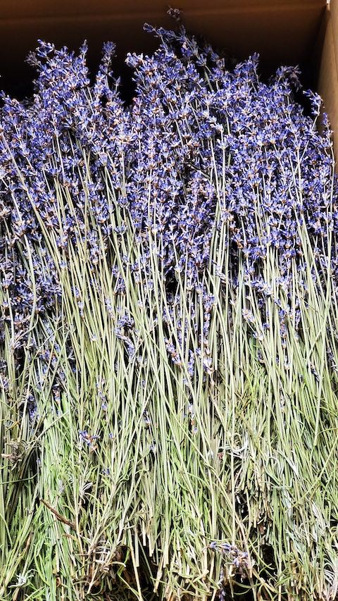 20220712��٥����������餵���ɥ饤1