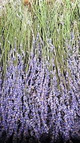 20220712��٥����������餵���ɥ饤2