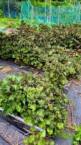 20220712���Ȫ���֥���1