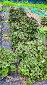 20220712���Ȫ���֥���2