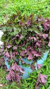 20220712�֥����μ���