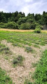 20220712��٥����Ȫ���ͻ�1