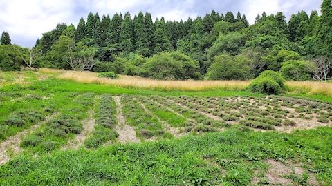 20220712��٥����Ȫ���ͻ�2