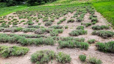 20220712��٥����Ȫ���ͻ�3