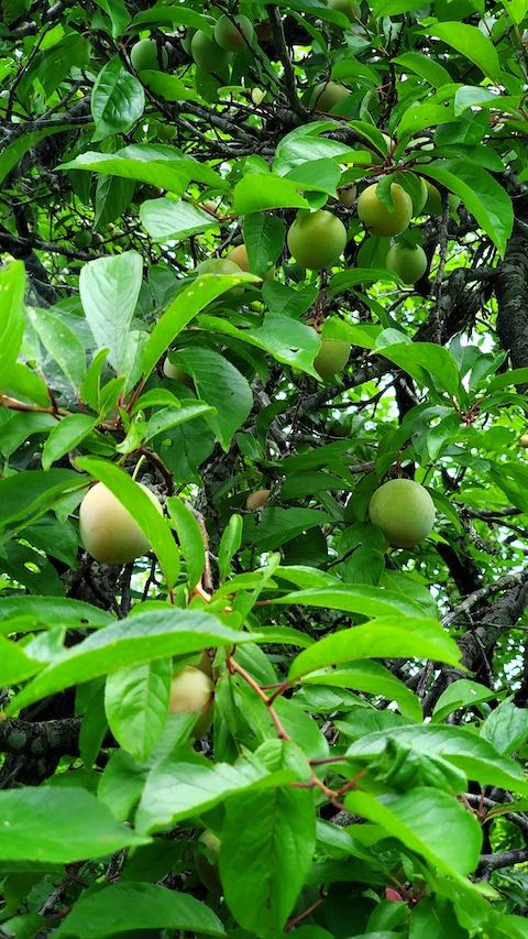 20220712���Ť��Ϥ᤿�����