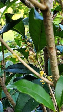 20220929山のキンモクセイがほのかに色づきかおる1