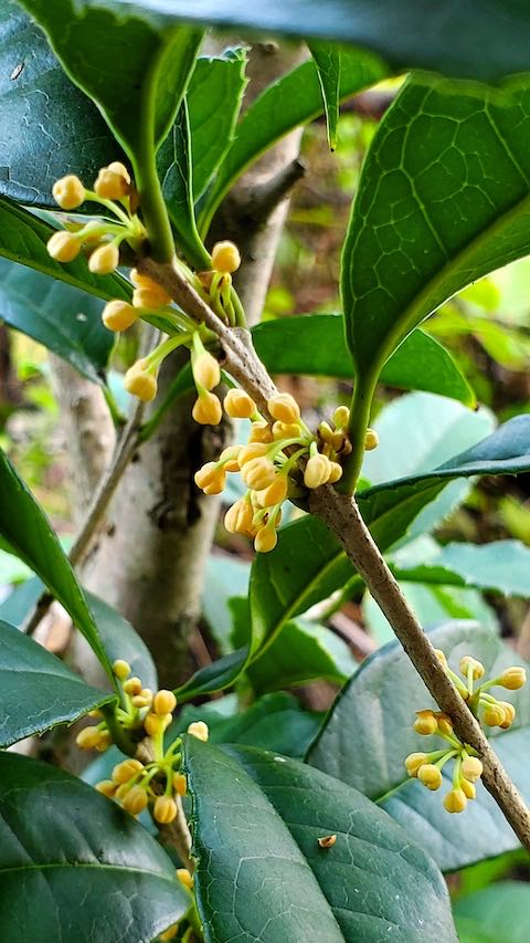 20220929山のキンモクセイがほのかに色づきかおる3