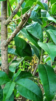 20220929山のキンモクセイがほのかに色づきかおる2