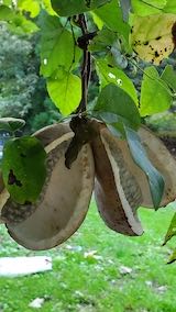 20220929山の様子あけび1