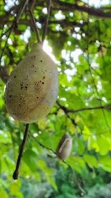 20220929山の様子あけび2