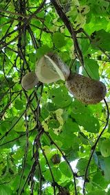 20220929山の様子あけび3