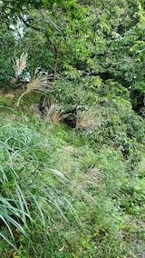 20220929草刈り前の様子1