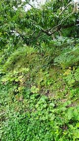 20220929草刈り前の様子2